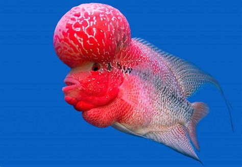 Flowerhorn Cichlids .